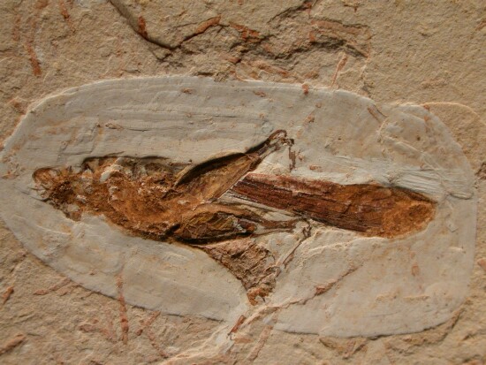 fossil grasshopper